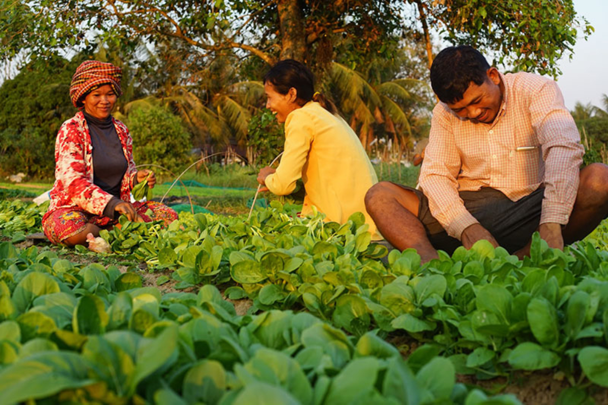 Siem_Reap_Countryside_Vigetable_Farm.jpg